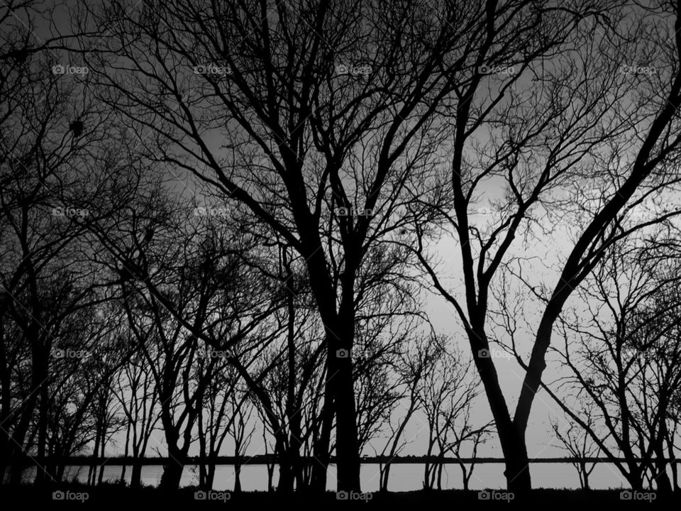 trees in black