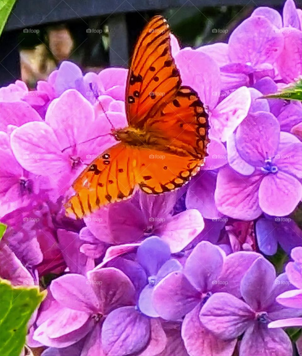 butterflies are free to fly