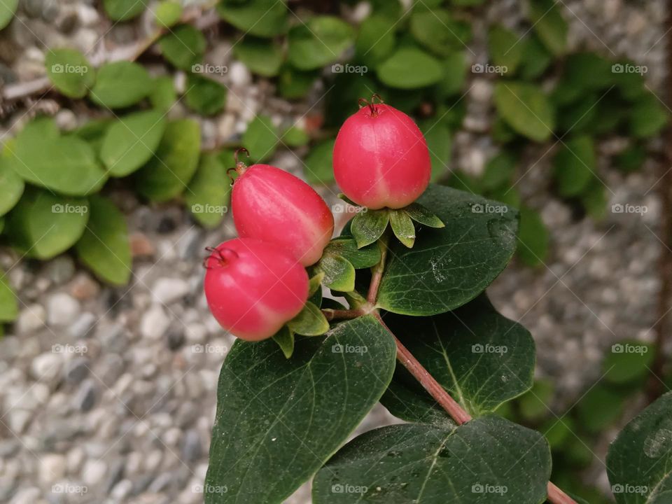 Hypericum androsaemum