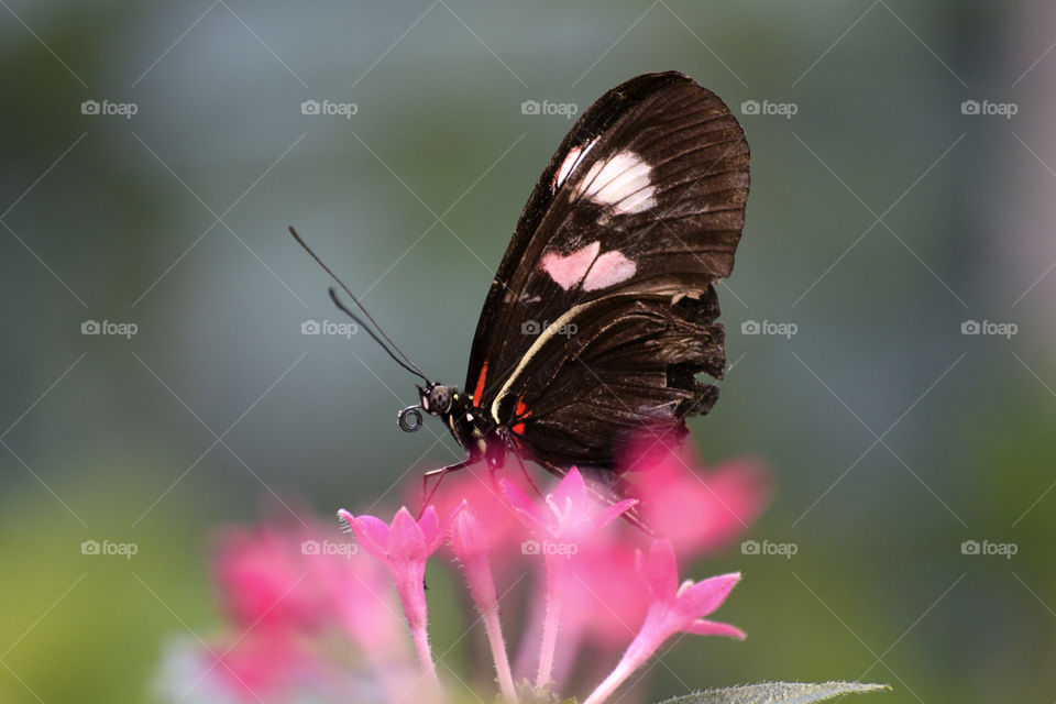 Butterfly Sipping from a Flower 