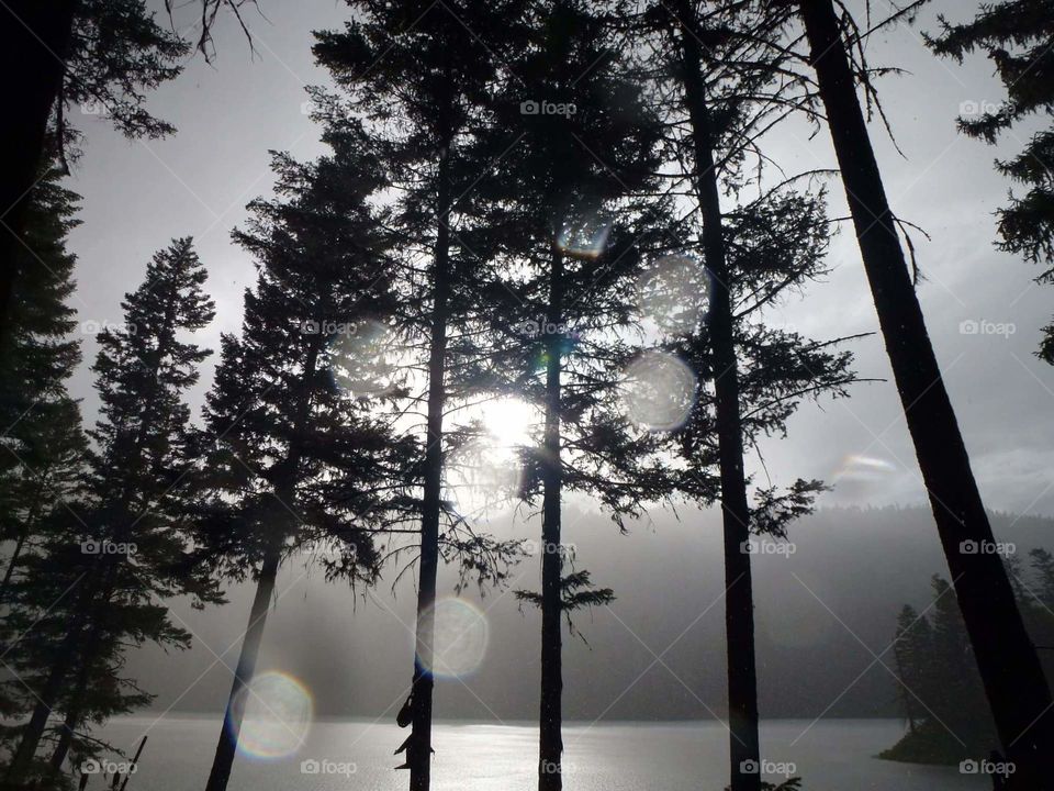 Rainy day light effect through tree silhouette.