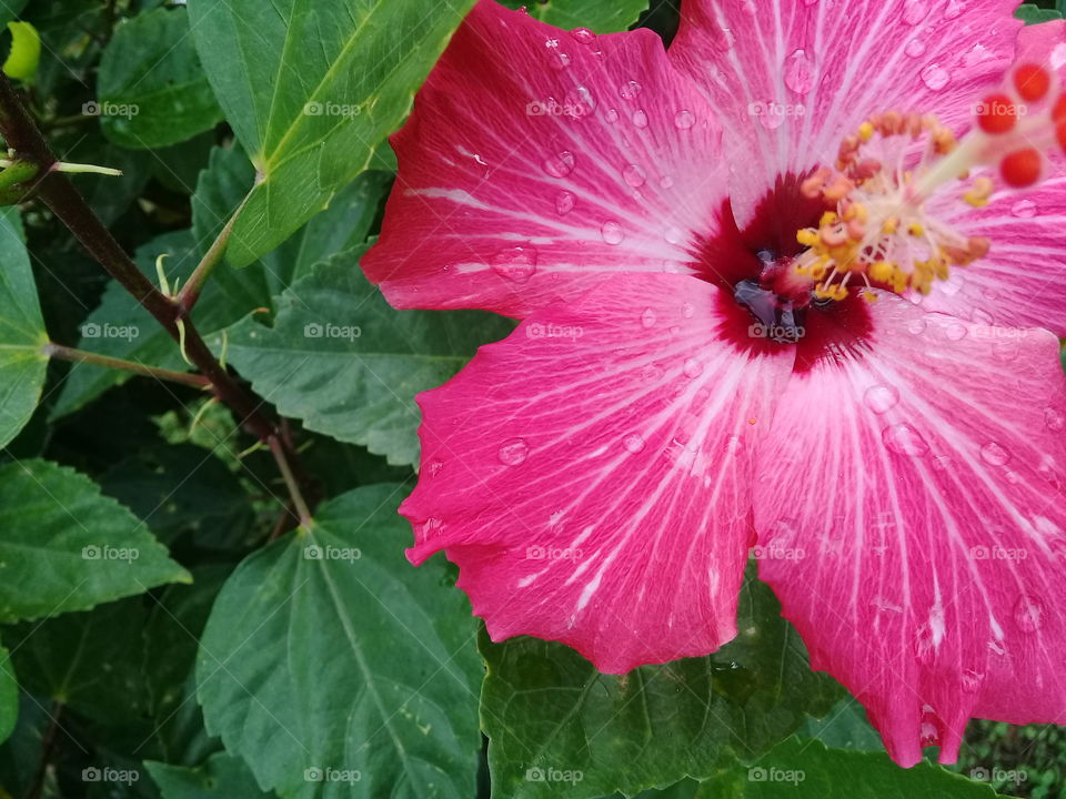 beautiful hibiscus in a rainy day