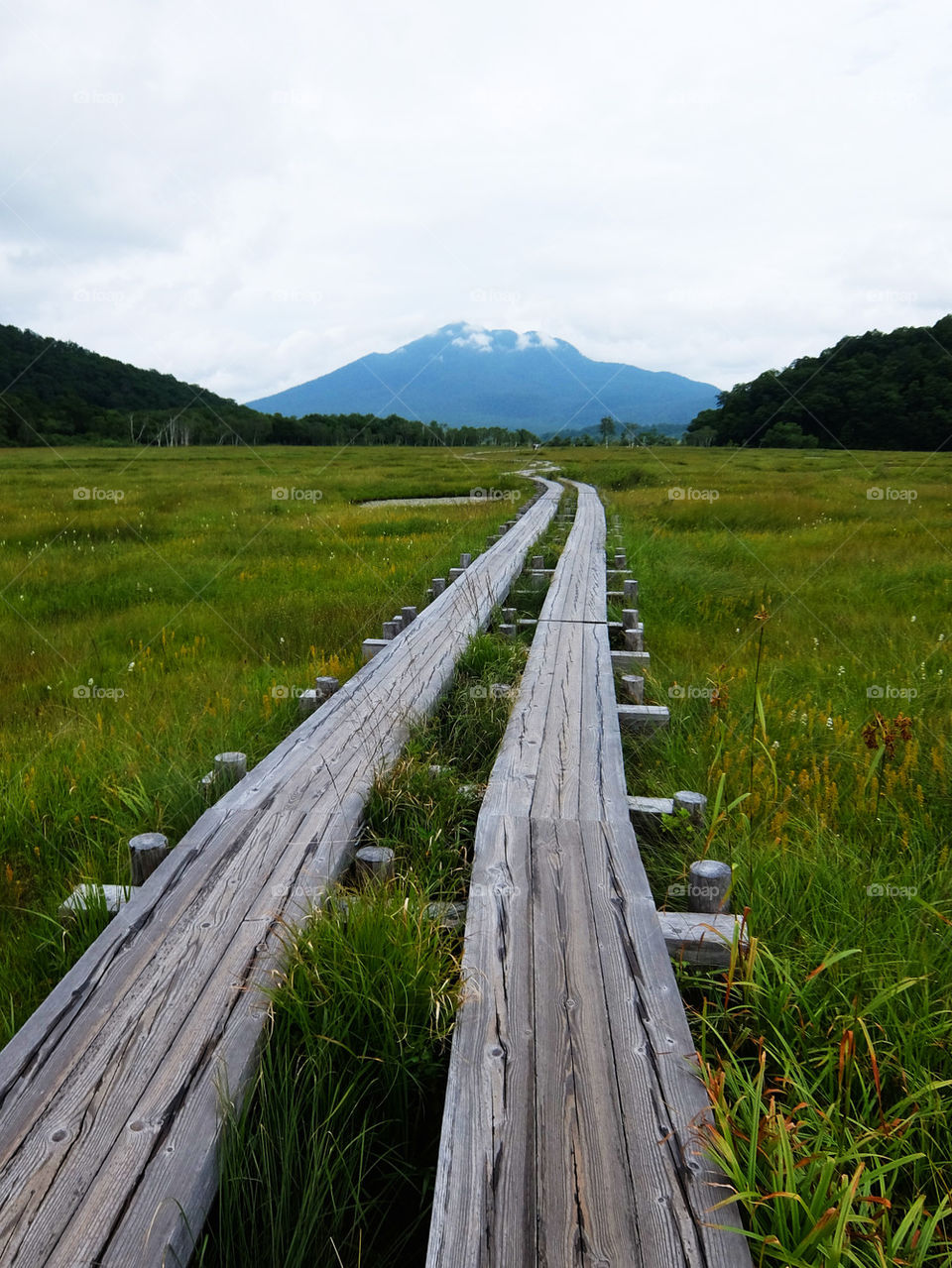 Wooden bridge over the grassy land