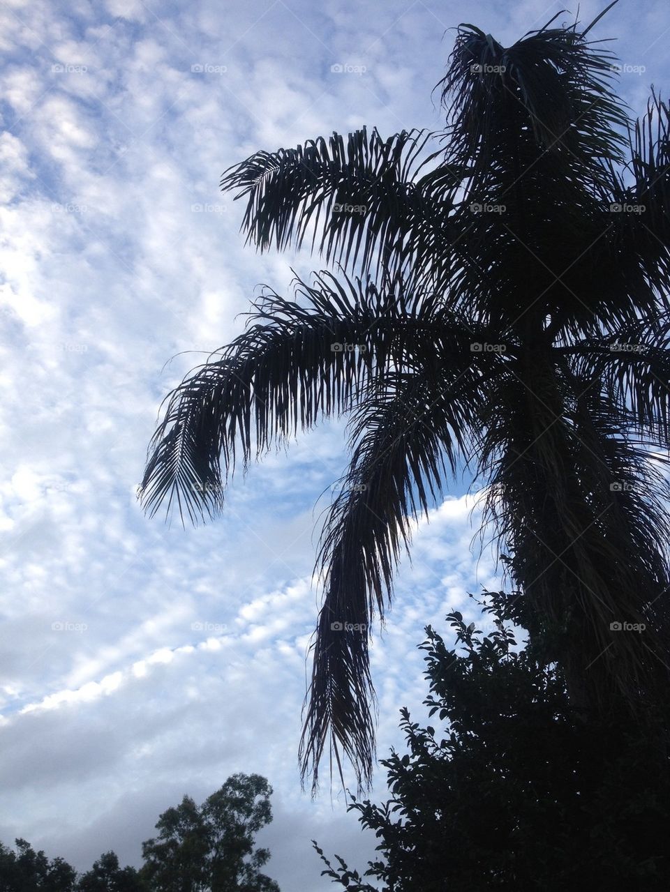 Palm in the clouds 