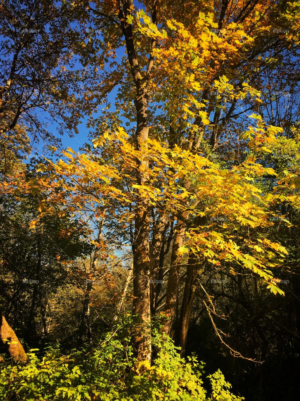 Golden Fall Tree Leaves