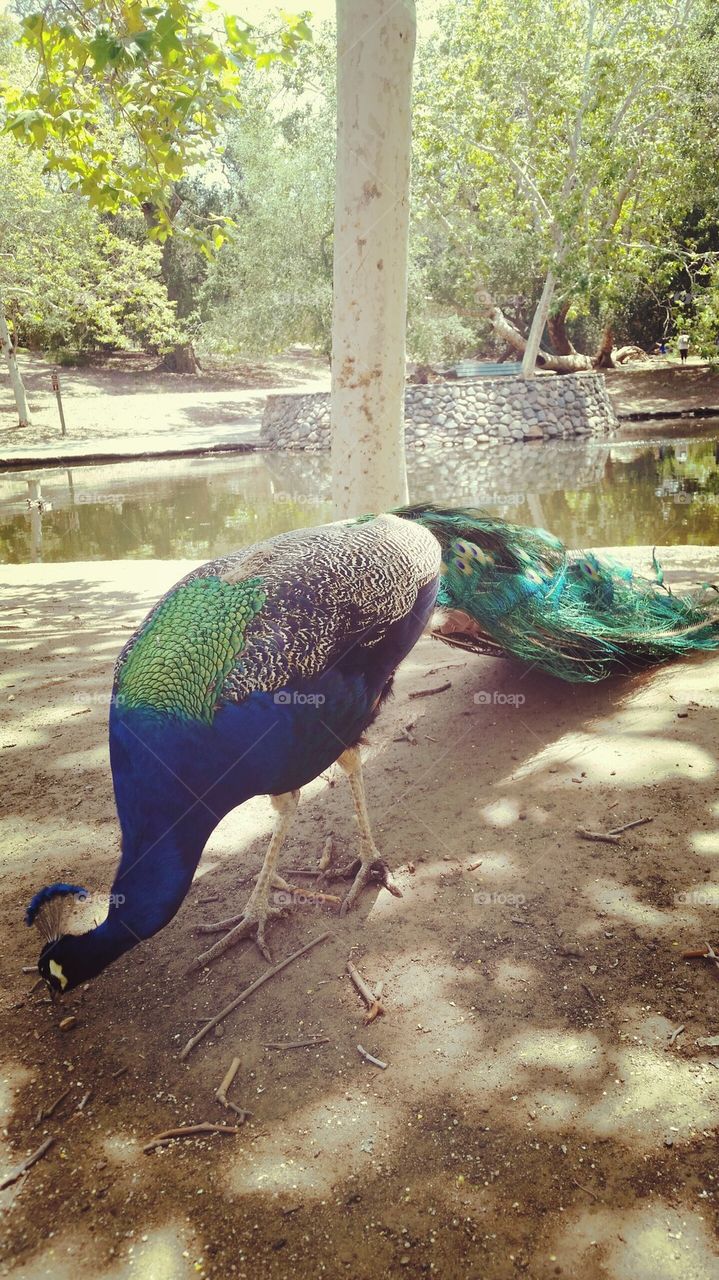 peacock