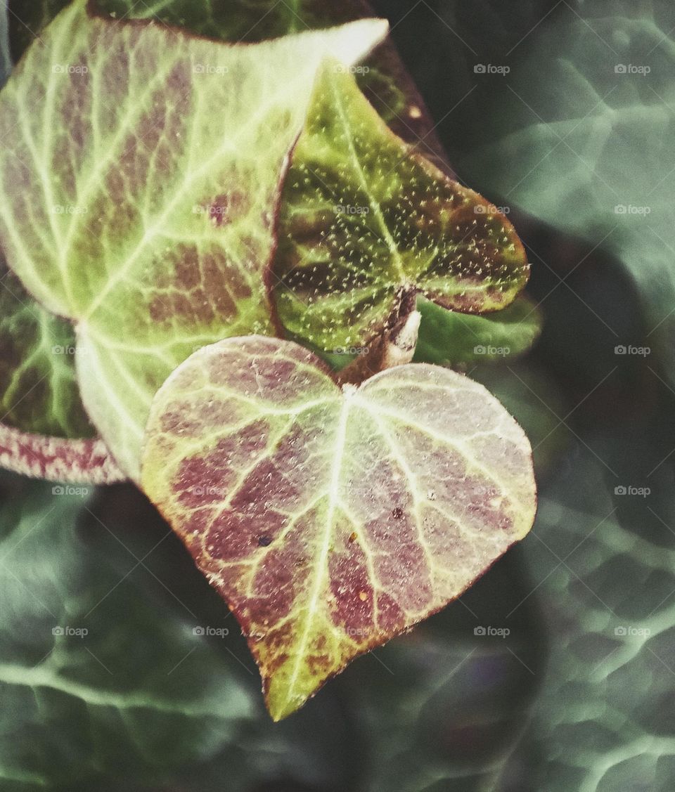 Heart shaped leaf of ivy in green and red
