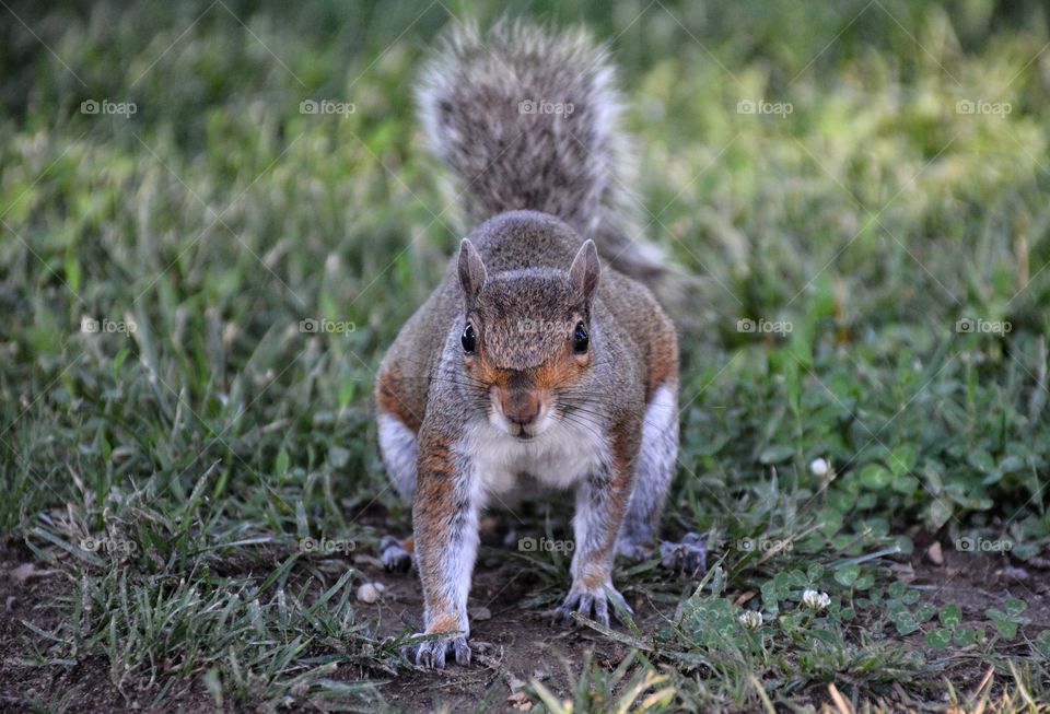 Squirrel Alvin