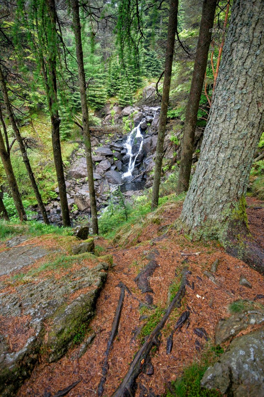 Waterfall in forest