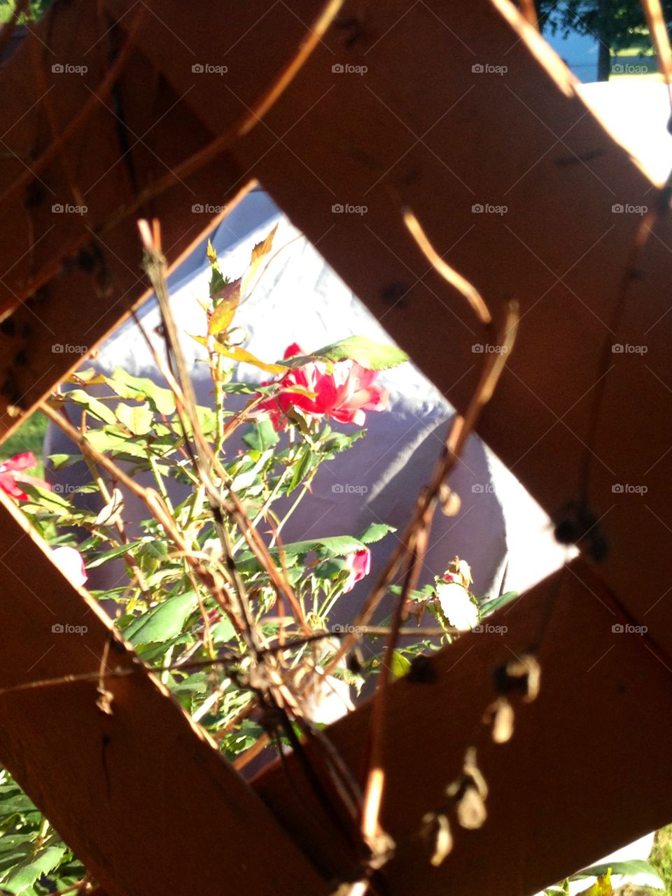 Flower through the fence of summer