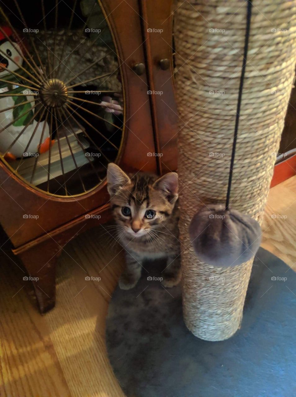 Hello,everyone!My name is Morty!