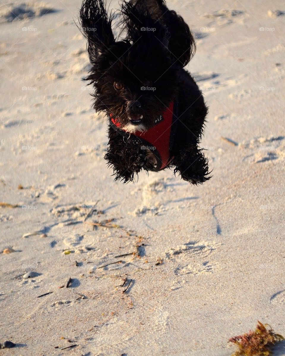 Dog at beach