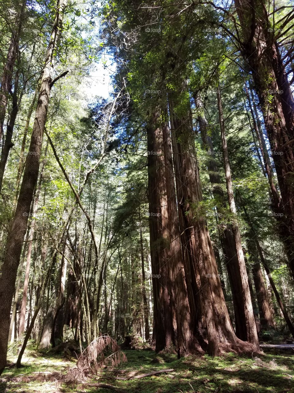 tall redwoods touching the sky