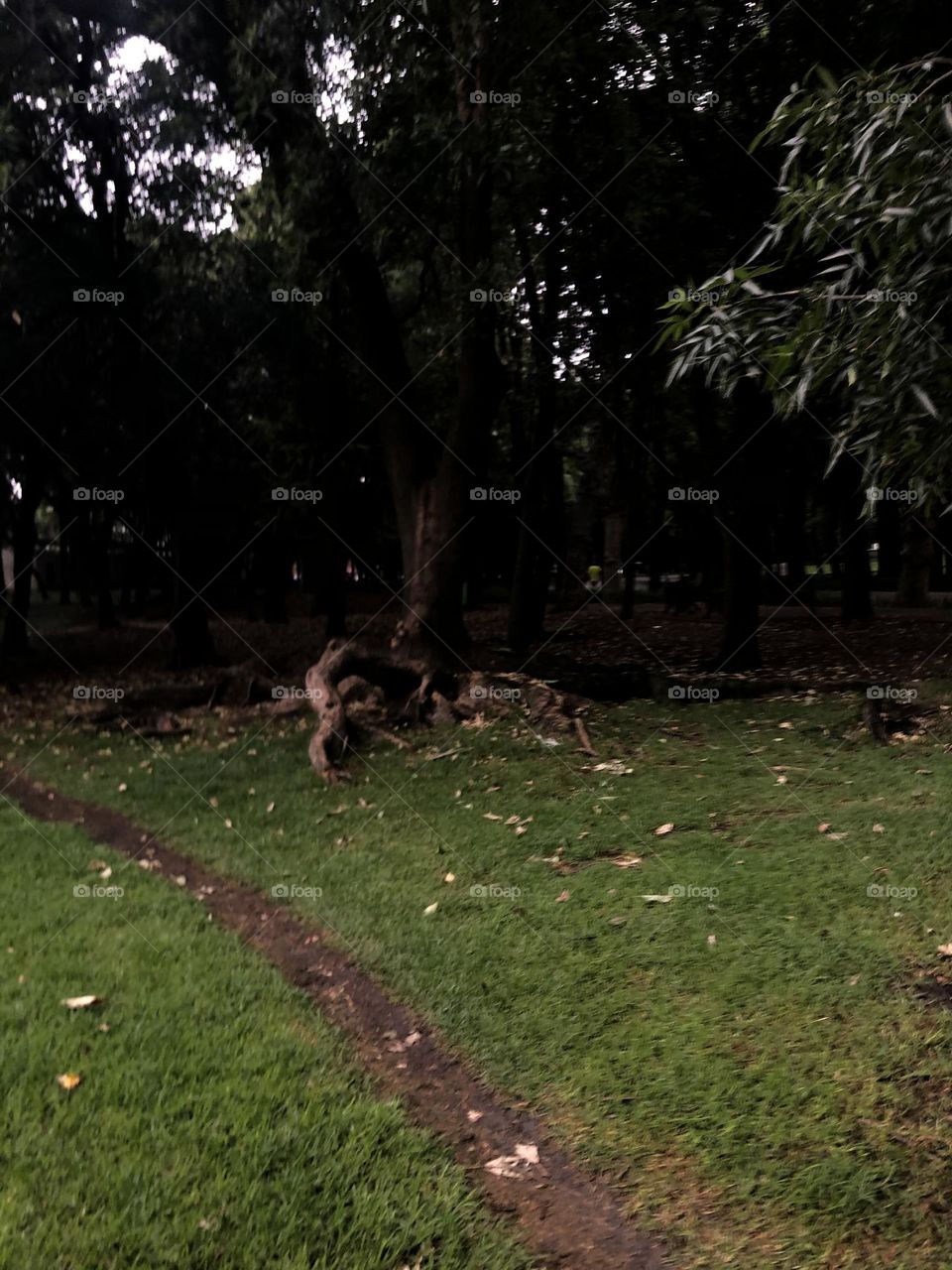 Bosque de Chapultepec 