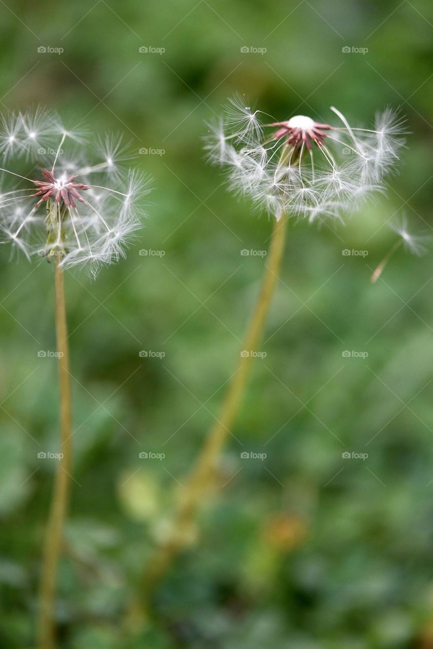 Macro photo of two dandelions in the summer. Very green with white and pink seeds. 