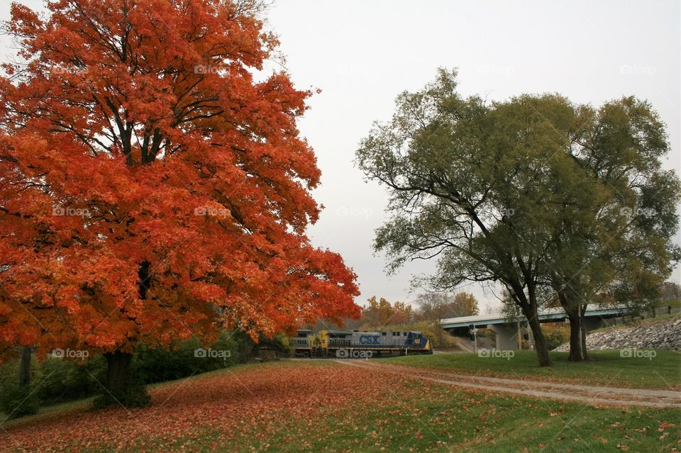 Fall foliage with a train