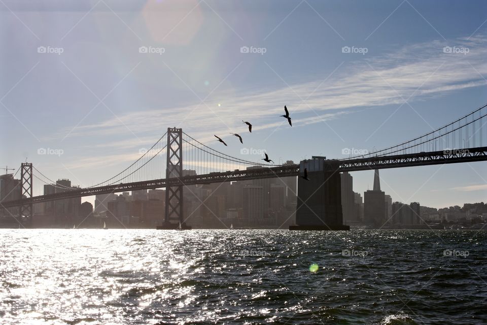 An overcast, grey day view of birds flying near the Bay Bridge in San Francisco with the cityscape behind it.