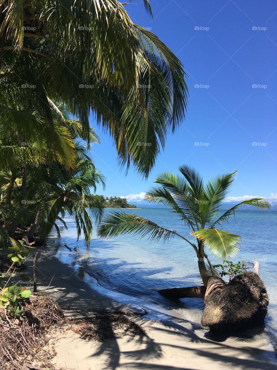 Island palms 