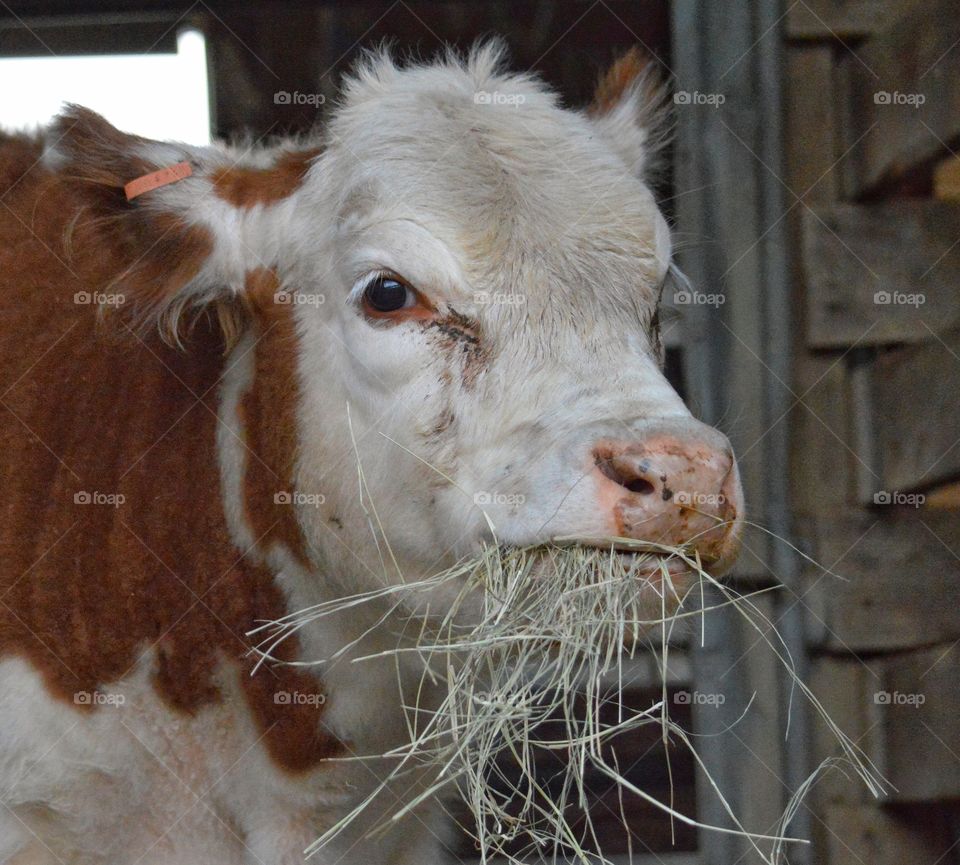 Hereford calf eating hay