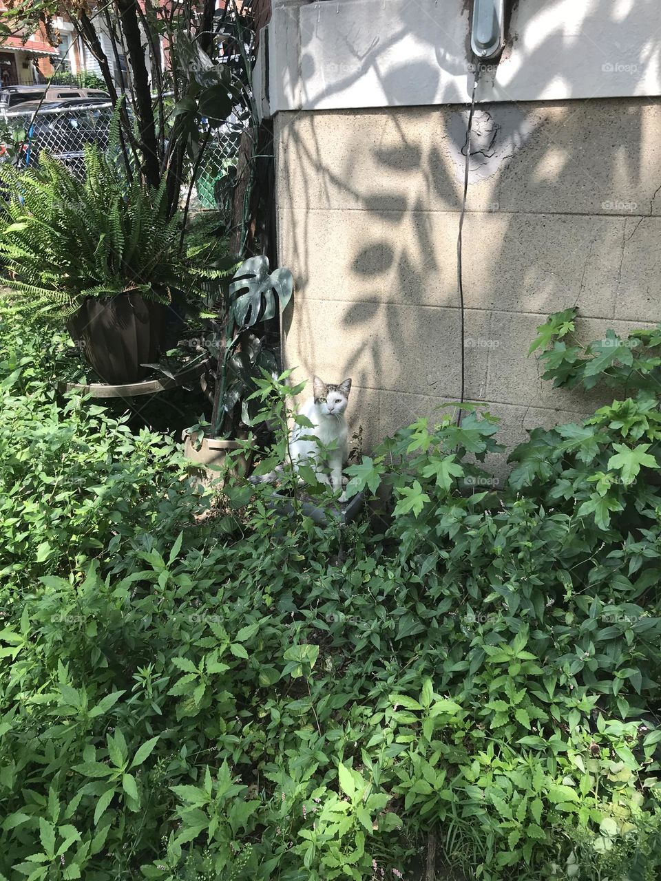 Cat In The Tall Grasa