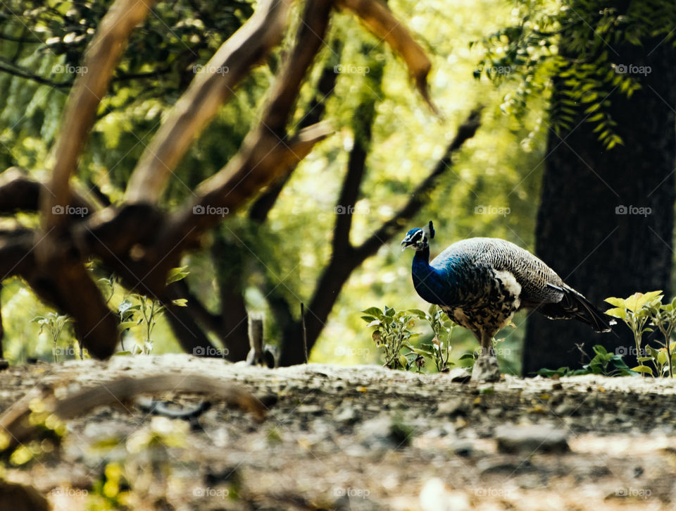 Peahen