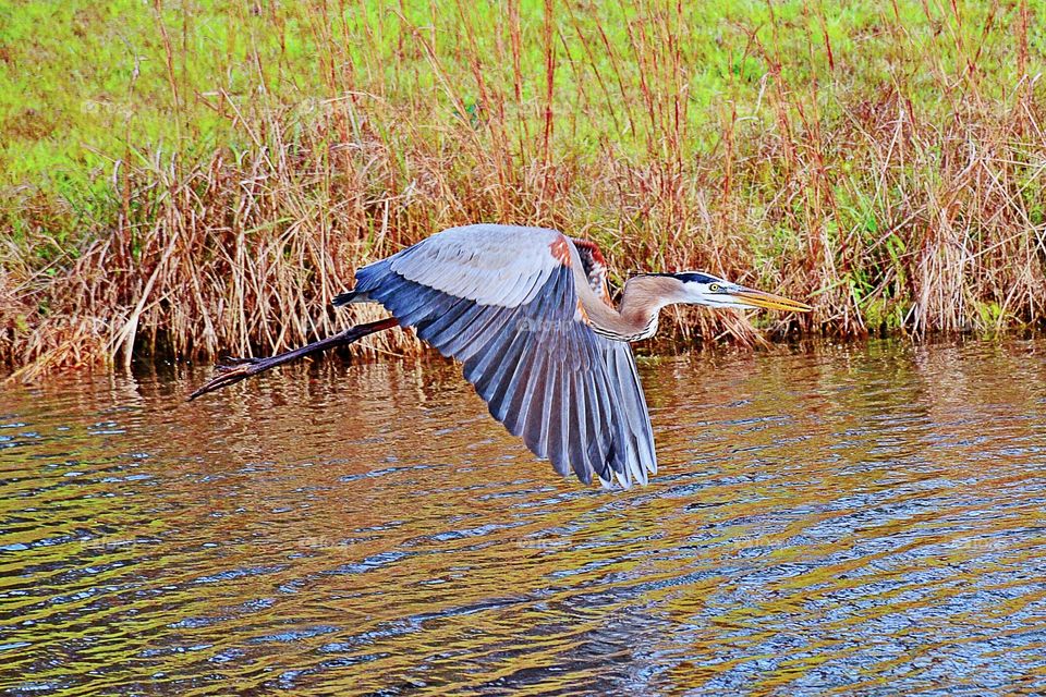 South Carolina 