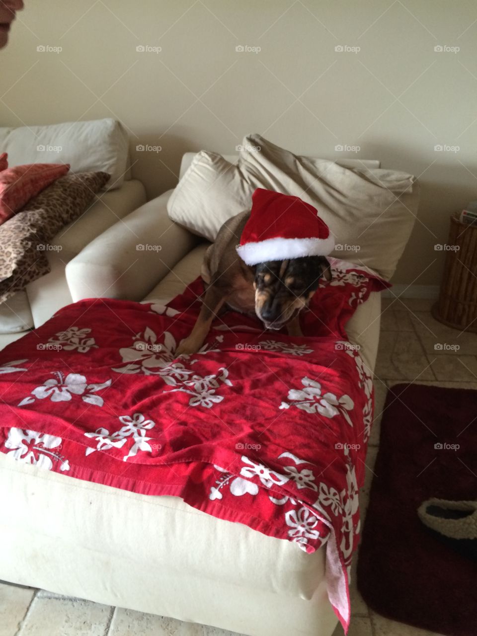 Santa dog