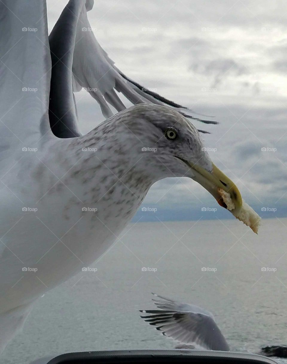 Feeding the gull