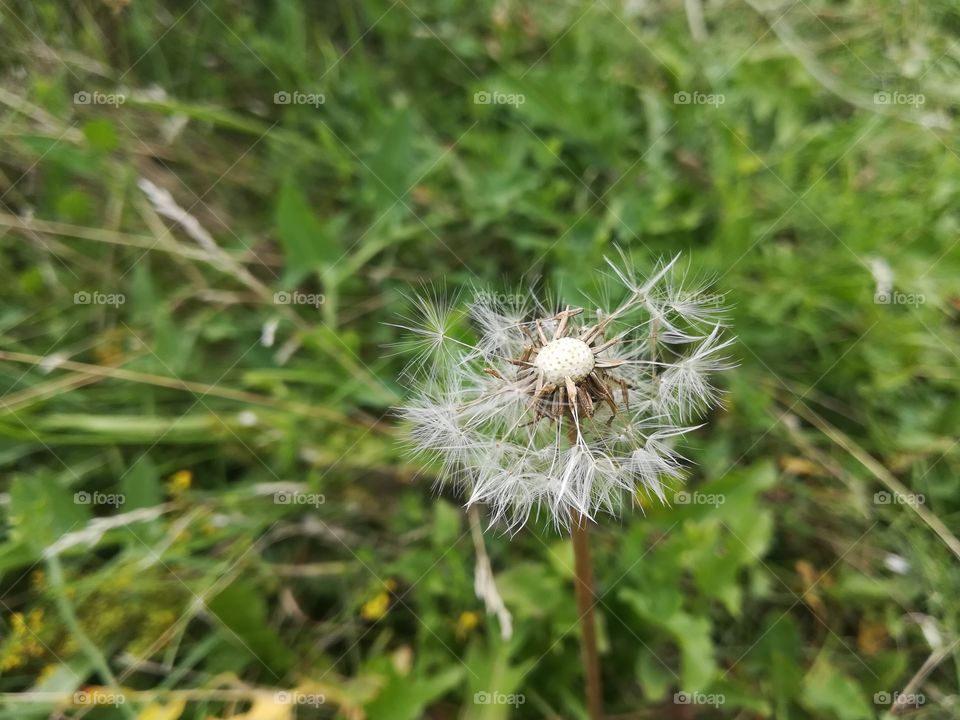 Dandelion