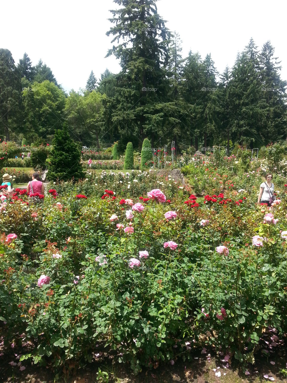 International Rose Test Garden - Portland,  Oregon. . Taken on a simple afternoon outing to the Rose Garden. 