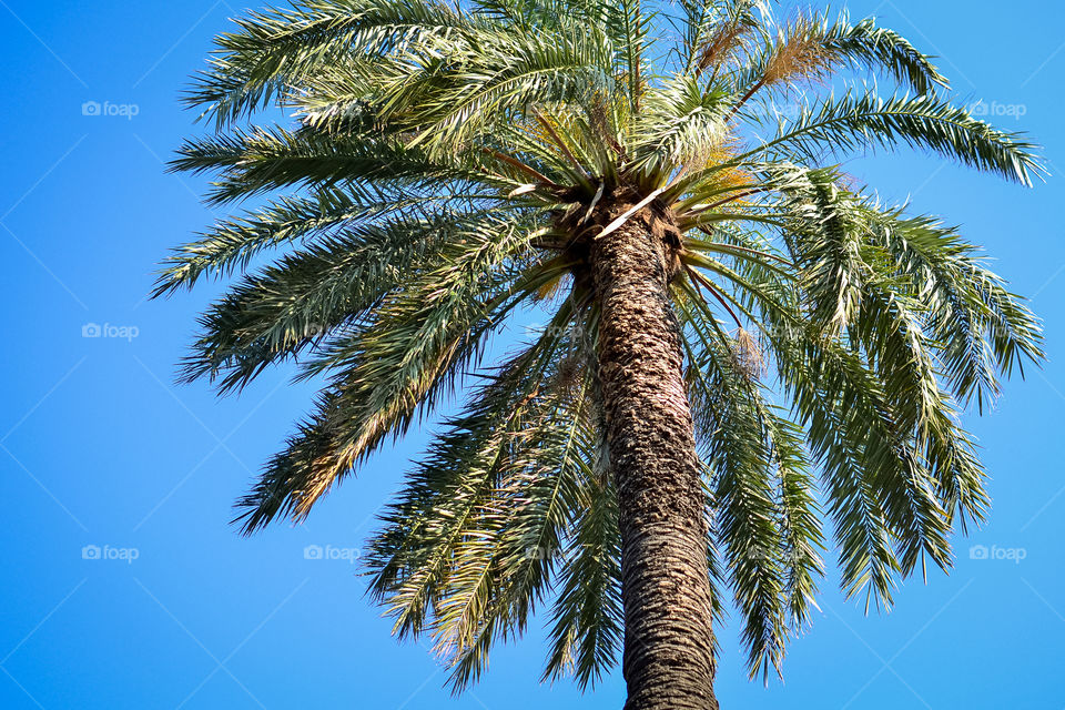 Palm