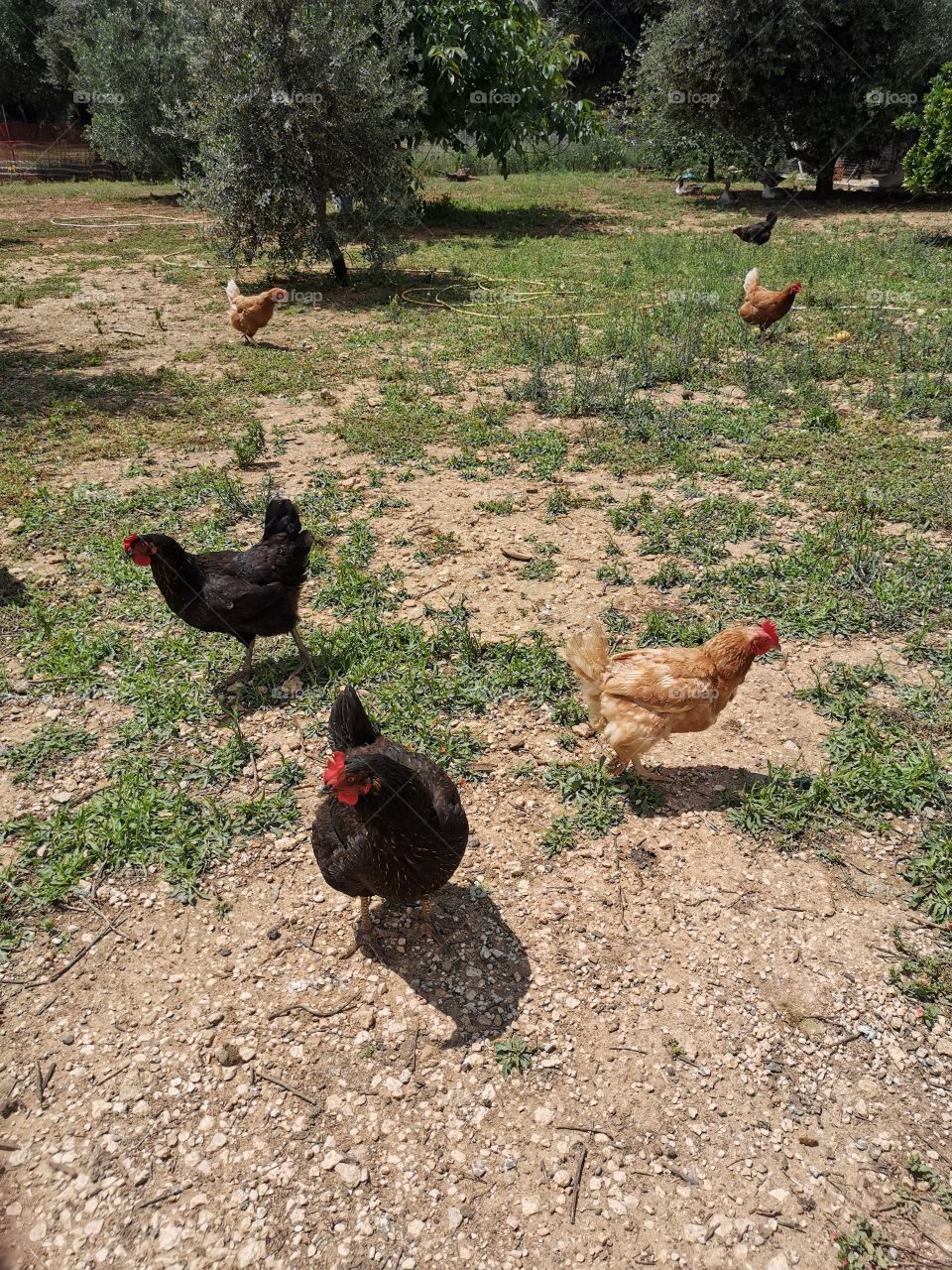 Hens of Kefalonia, Greece