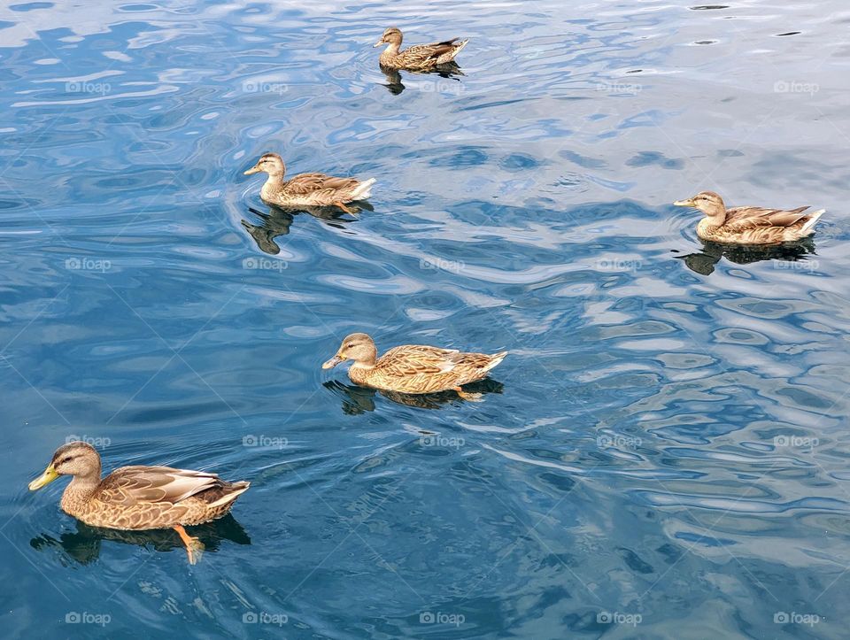 Five Ducks on the Lake