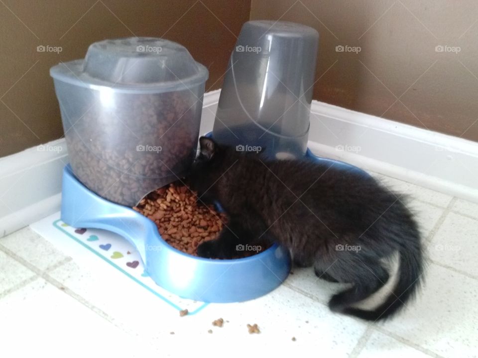 Dinner time for kitten