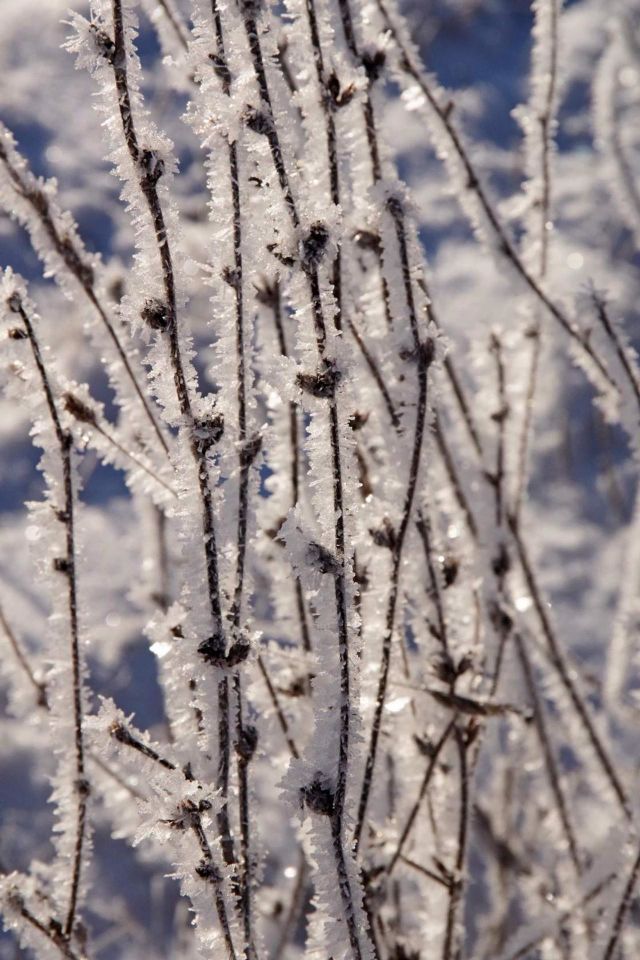 Winter beauty