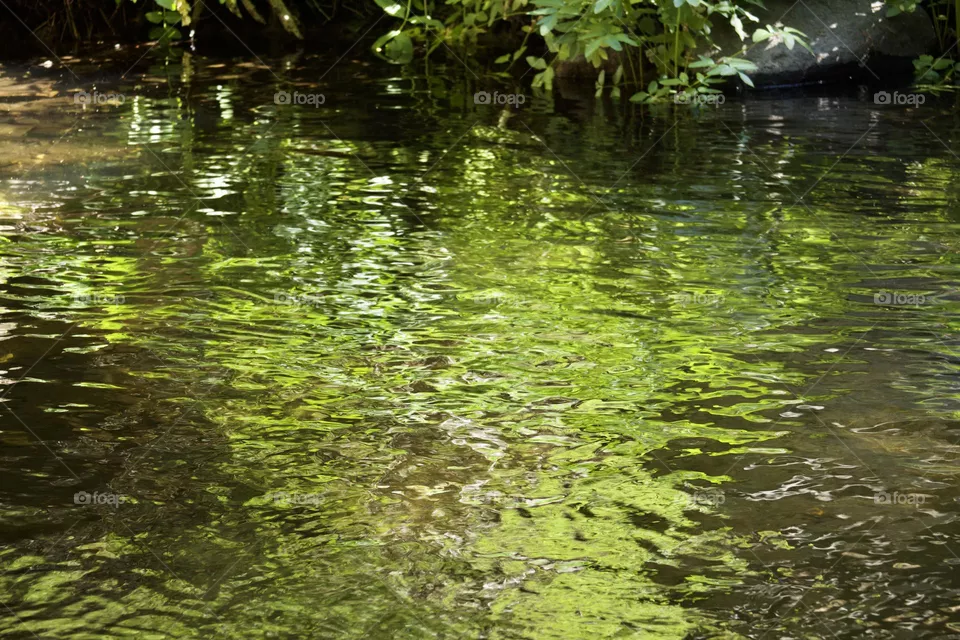 Green Reflections