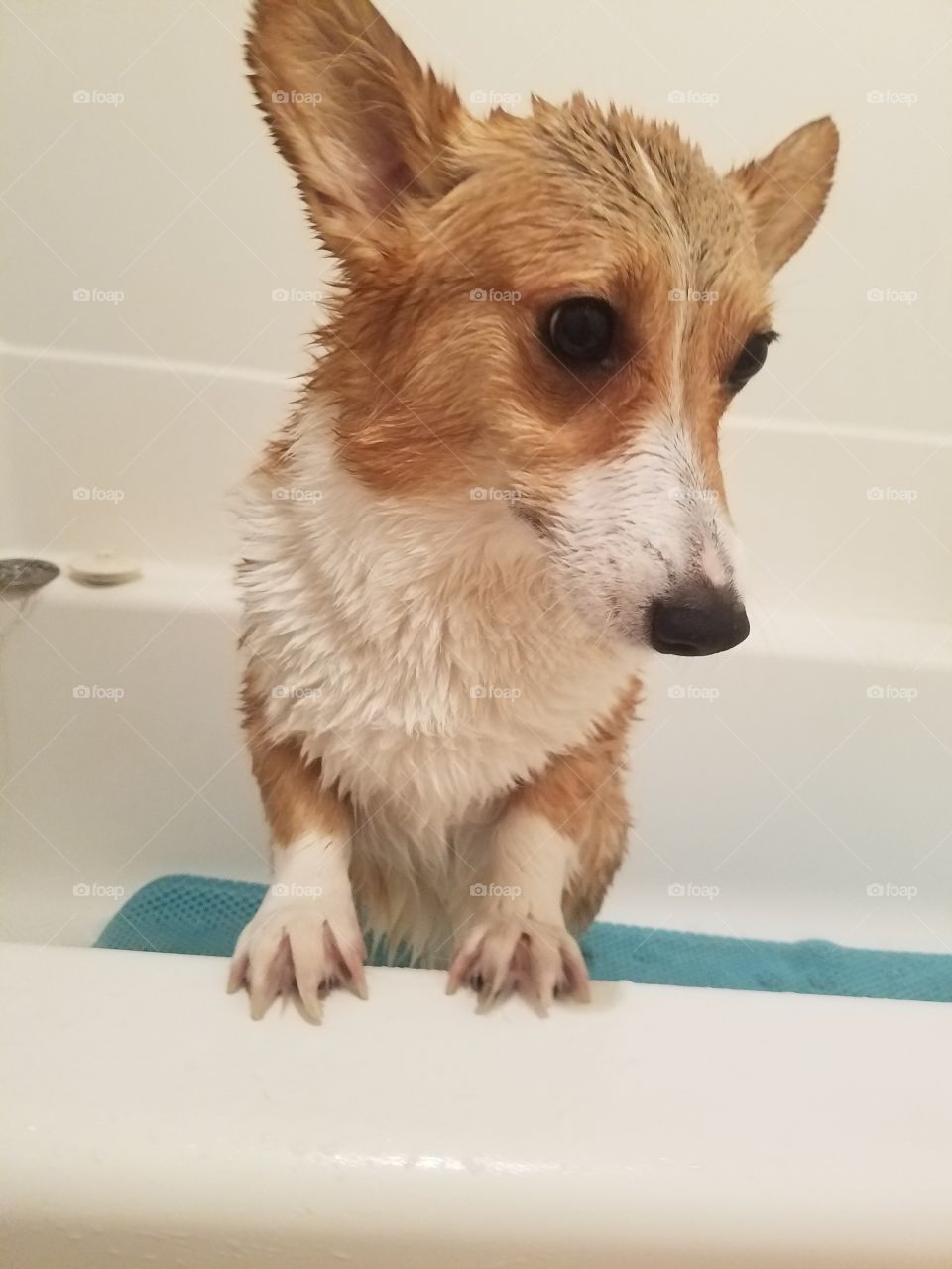 Portrait of wet dog standing in bathtub