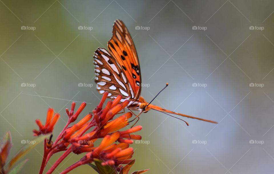 A butterfly pollinating a firebush