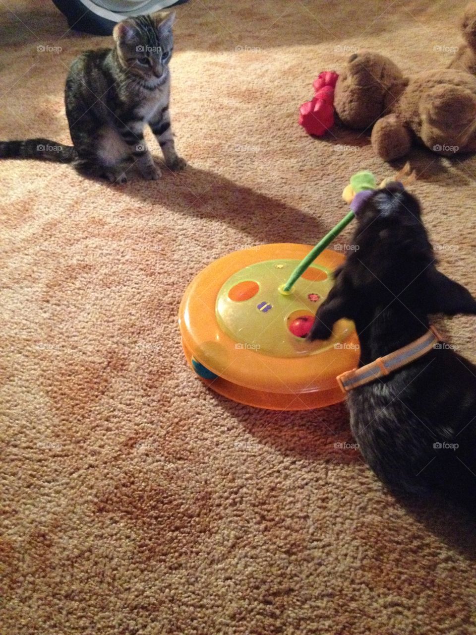 Fur babies. Playing