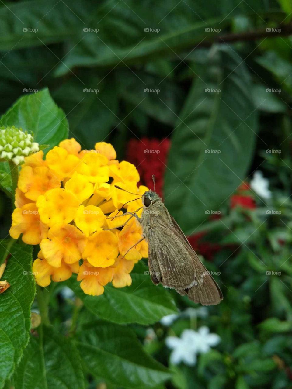 yellow flower in butterfly sleeping