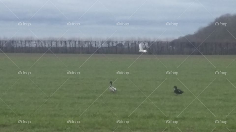 two ducks and a white heron