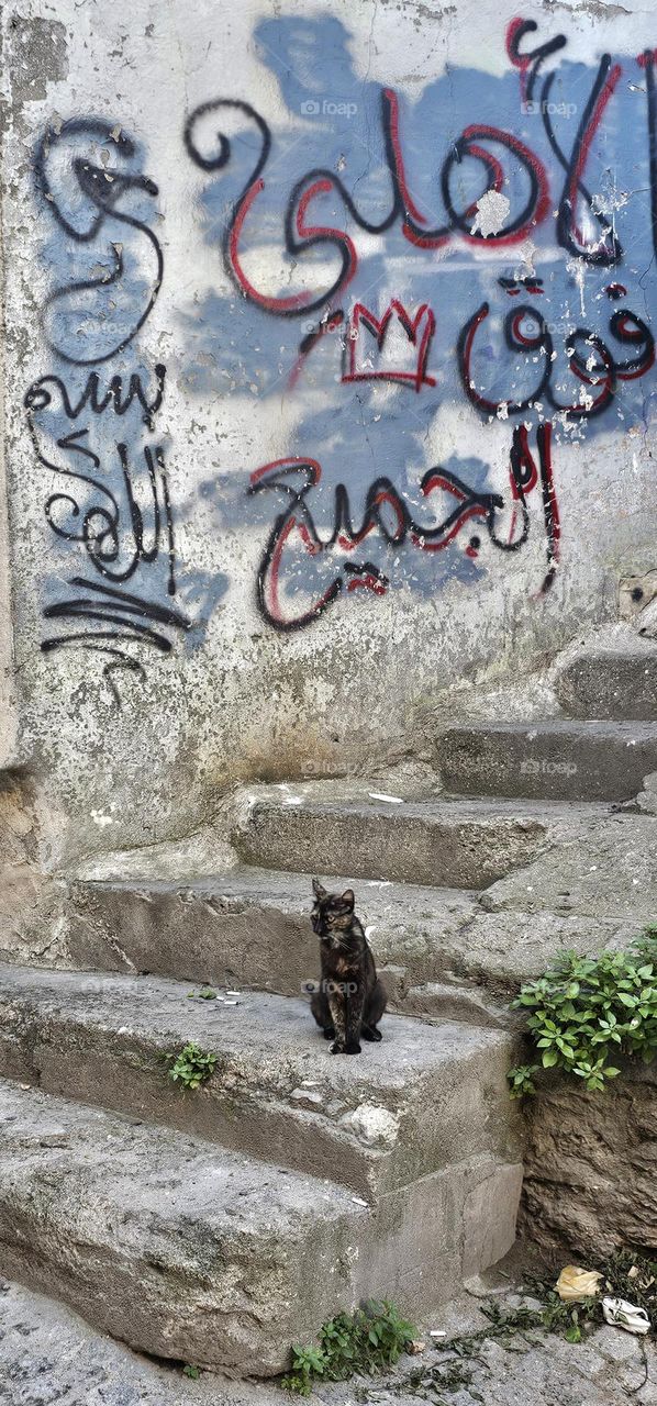 cat and tag in Istanbul