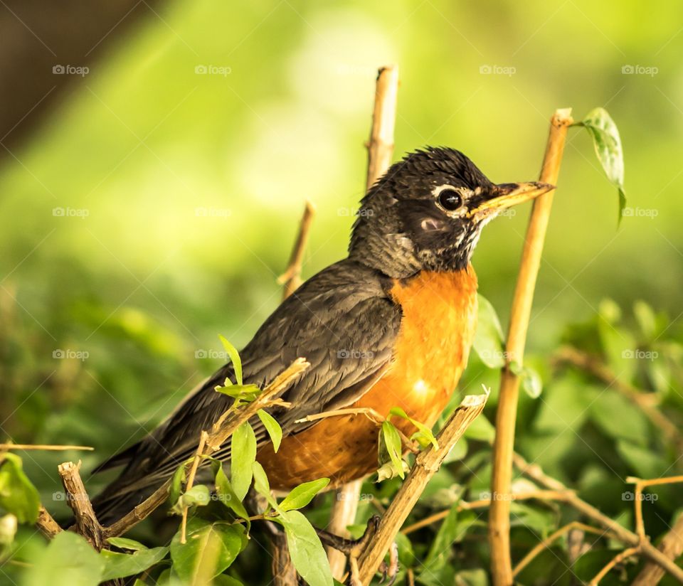 Side view of bird