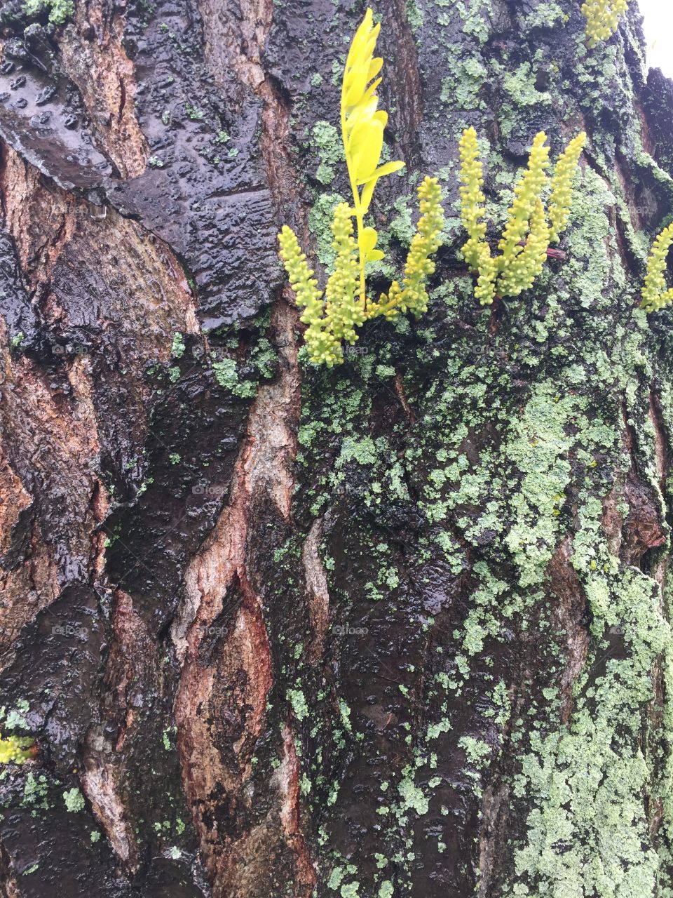 Mossy bark locust tree