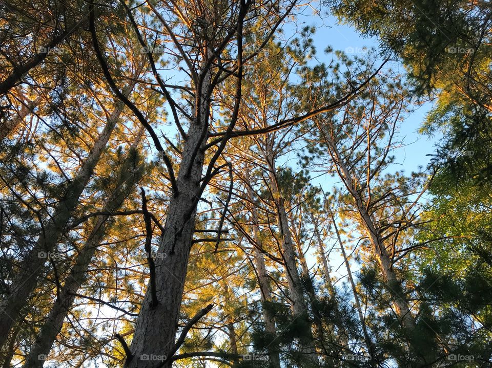 Golden sunlight shining through the tall pine trees.