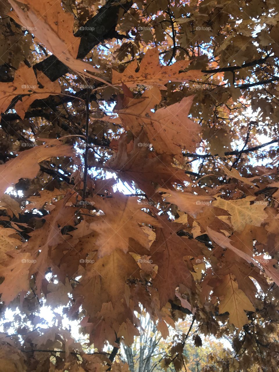 The beauty of autumn/fall