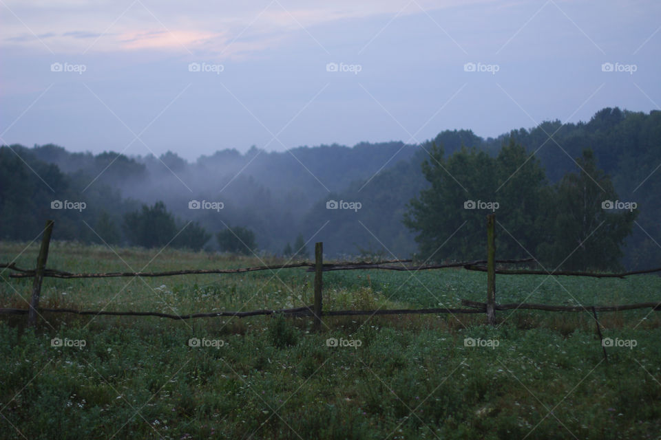 Nature view with forest in fog