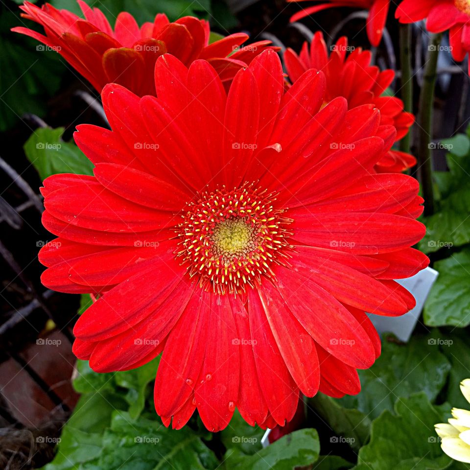 Spring time flowers for mother's day