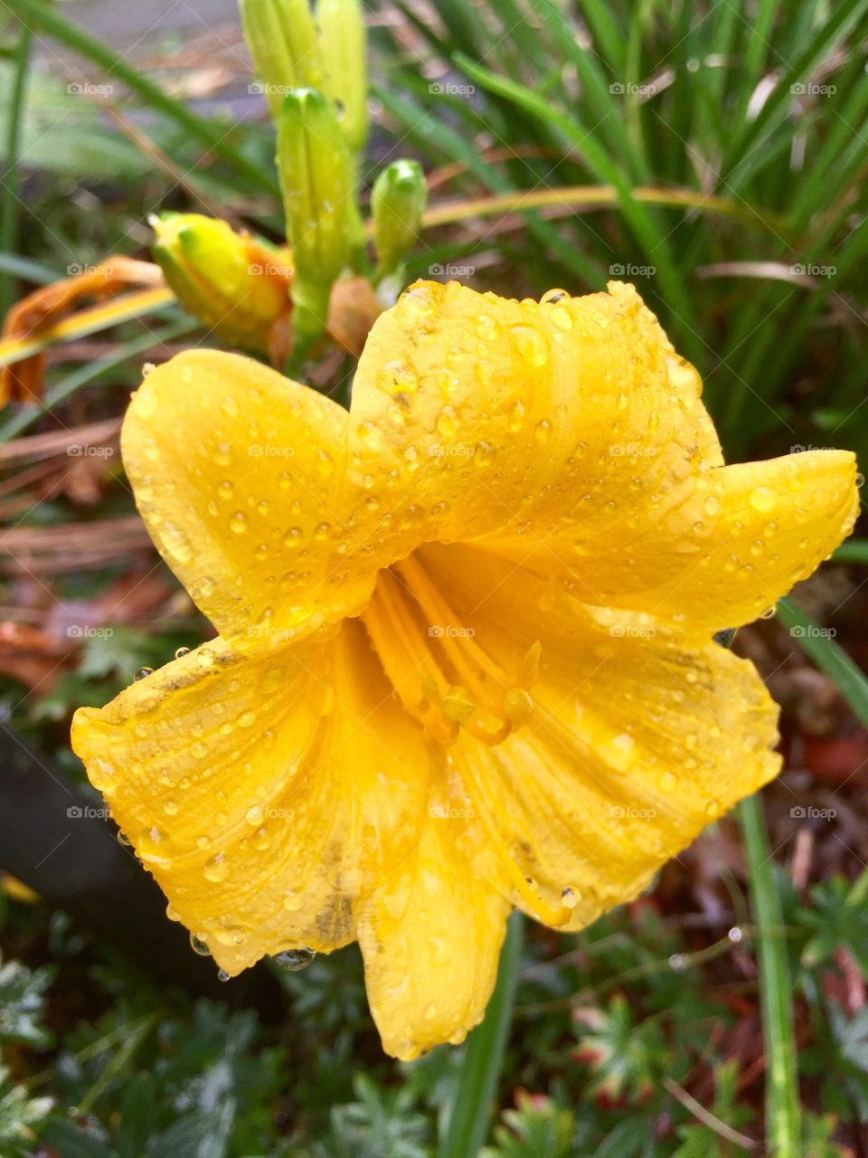 Flowers after the rain 