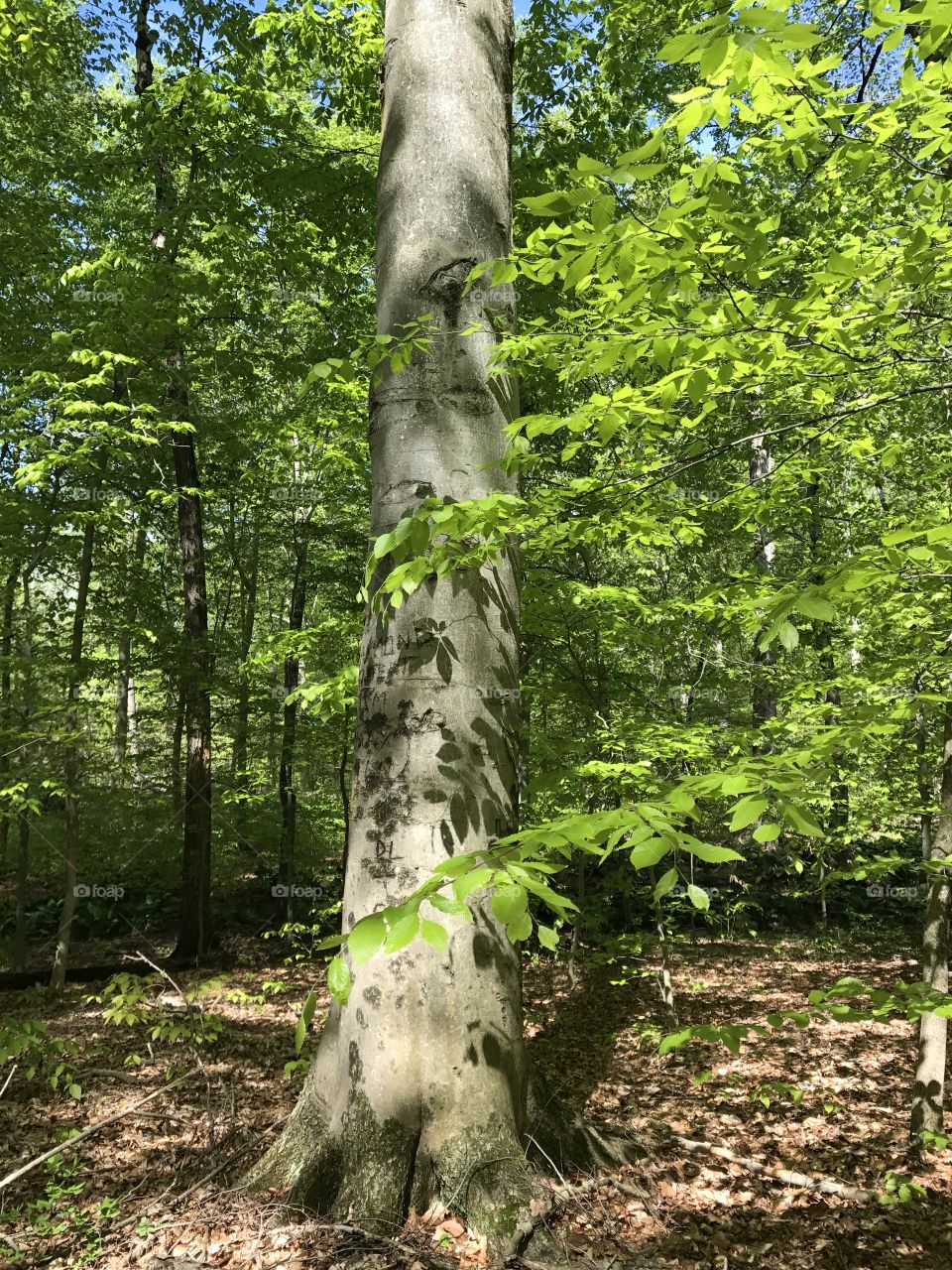 Tree with shadows and carvings 